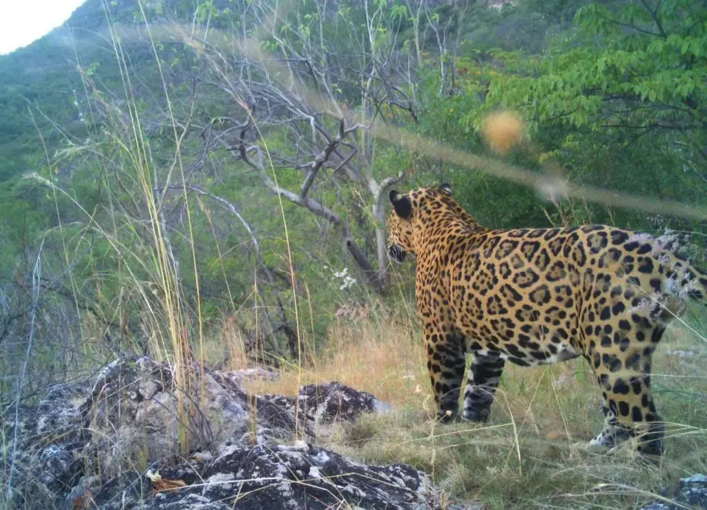 Llaman a conservar el jaguar en Álamos