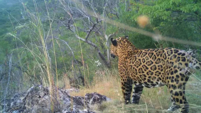 Llaman a conservar el jaguar en Álamos Llaman a conservar el jaguar en Álamos