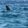 Reportan dos avistamientos más de tiburón