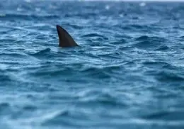 Reportan dos avistamientos más de tiburón