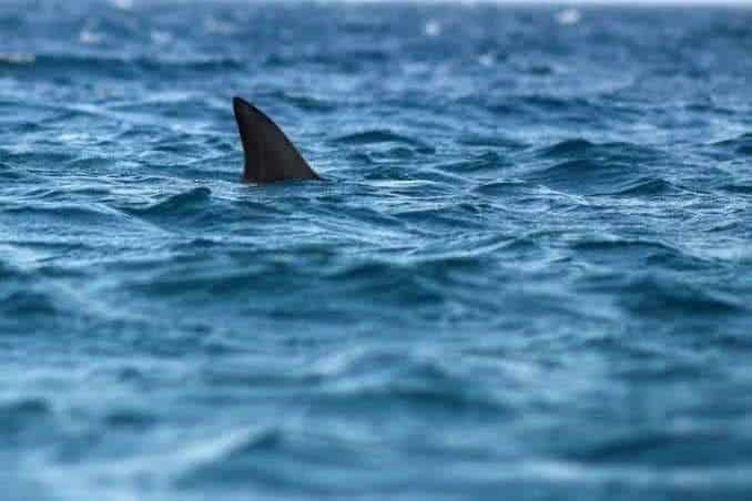 Reportan dos avistamientos más de tiburón