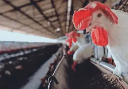 México suspende importación de productos avícolas de Brasil por influenza