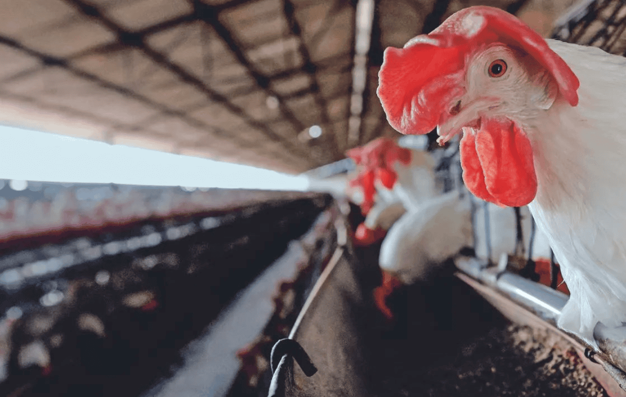 México suspende importación de productos avícolas de Brasil por influenza