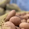 Dotan de papas a los Bancos de Alimentos de Ciudad Obregón