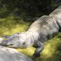 Centro ecológico tiene convenio con tres zoológicos