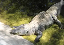 Centro ecológico de Sonora tiene convenio con tres zoológicos