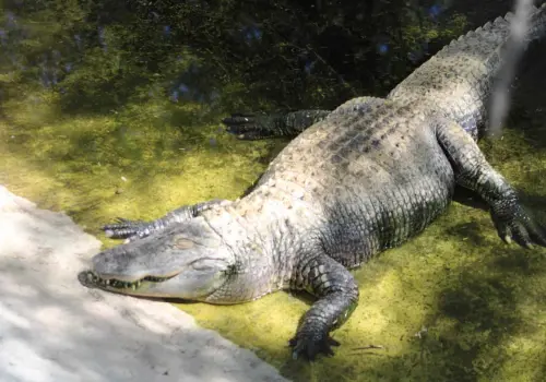 Centro ecológico de Sonora tiene convenio con tres zoológicos