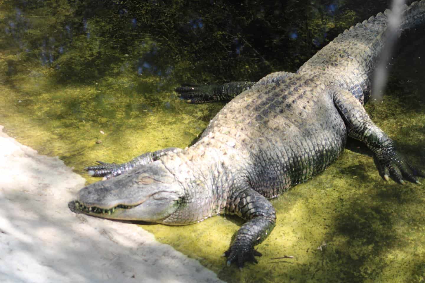 Centro ecológico de Sonora tiene convenio con tres zoológicos
