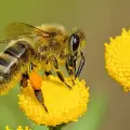 Día Mundial de las Abejas: ¿Qué pasaría si se extinguen? Esto dice la inteligencia artificial