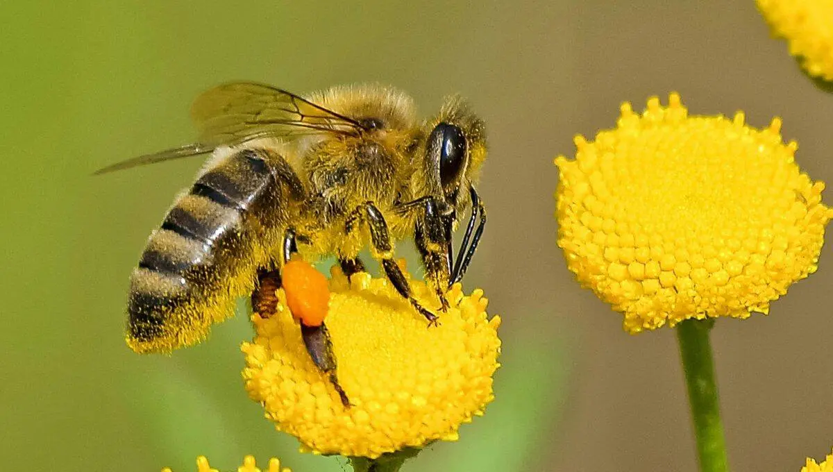 Las abejas son fundamentales para la biodiversidad y el ecosistema / Pexels