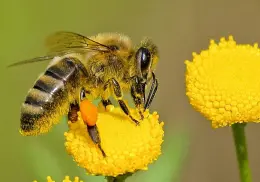 Día Mundial de las Abejas: ¿Qué pasaría si se extinguen? Esto dice la inteligencia artificial