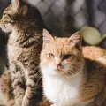 Altas temperaturas: ¿Cómo proteger a tus mascotas de un golpe de calor?