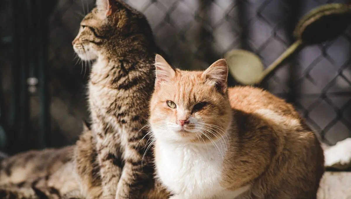 Cuida a tus mascotas del calor extremo / Pixabay