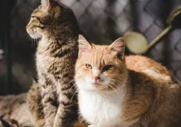 Altas temperaturas: ¿Cómo proteger a tus mascotas de un golpe de calor?