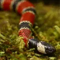 Así puedes distinguir una serpiente coral real de una falsa