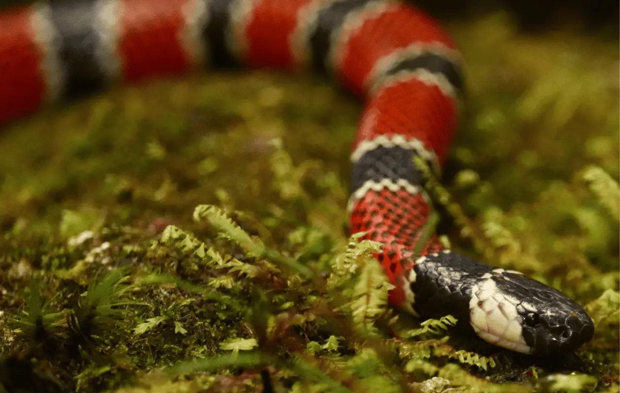 Conoce las diferencias entre una serpiente venenosa y una no venenosa.