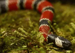 Así puedes distinguir una serpiente coral real de una falsa