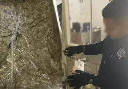 Hallan paquetes de mariguana en paquetería de Ciudad Obregón