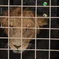 ¿Por qué cerrará el Santuario Ostok de Sinaloa y qué pasará con todos los animales?