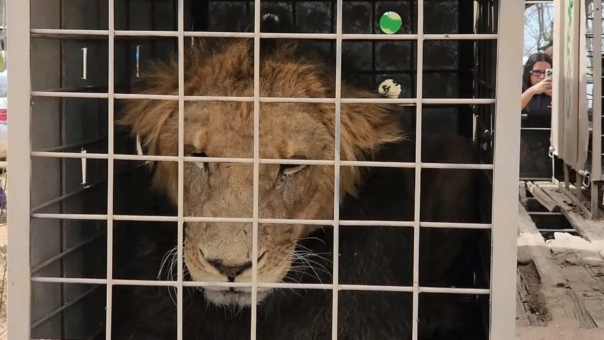 ¿Por qué cerrará el Santuario Ostok de Sinaloa y qué pasará con todos los animales?