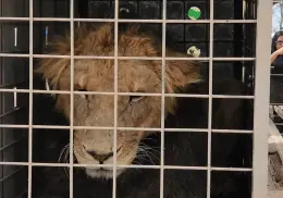 ¿Por qué cerrará el Santuario Ostok de Sinaloa y qué pasará con todos los animales?