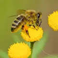 ¿Qué pasaría si las abejas se extinguen? México tiene 2 mil especies clave para el medio ambiente