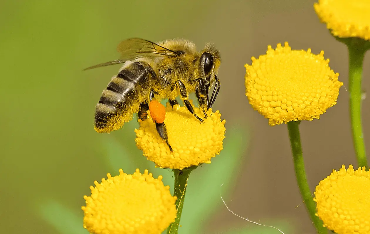 Expertos han hecho un llamado a privilegiar la conservación de las abejas, dado su importancia para los ecosistemas.