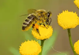 ¿Qué pasaría si las abejas se extinguen? México tiene 2 mil especies clave para el medio ambiente