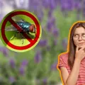 3 plantas perfectas para ahuyentar a las moscas de tu jardín