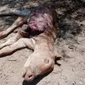 Alertan productores de Navojoa, jaurías se comen el ganado