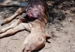 Alertan productores de Navojoa, jaurías se comen el ganado