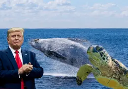 Decisiones de Trump podrían afectar a ballenas y tortugas del Golfo de México