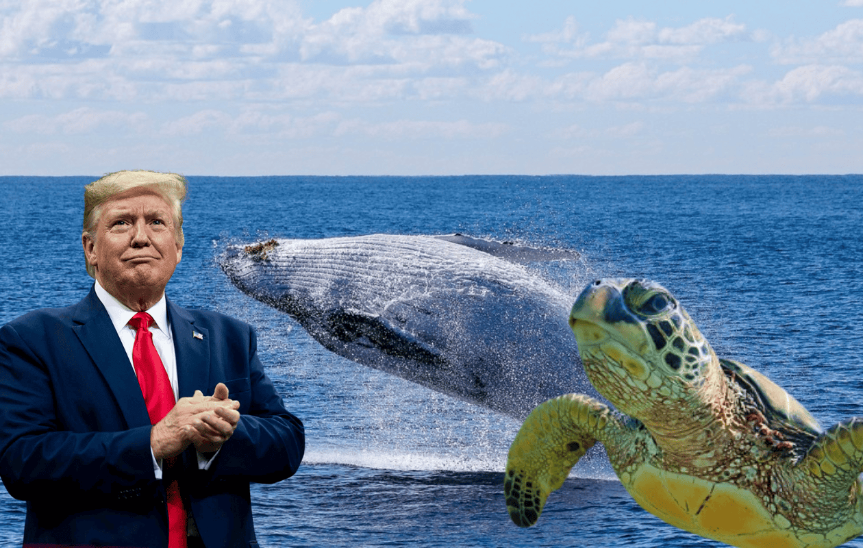 Decisiones de Trump podrían afectar a ballenas y tortugas del Golfo de México