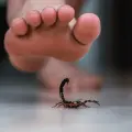 ¿Qué hacer si te pica un alacrán o me muerde una serpiente no venenosa?