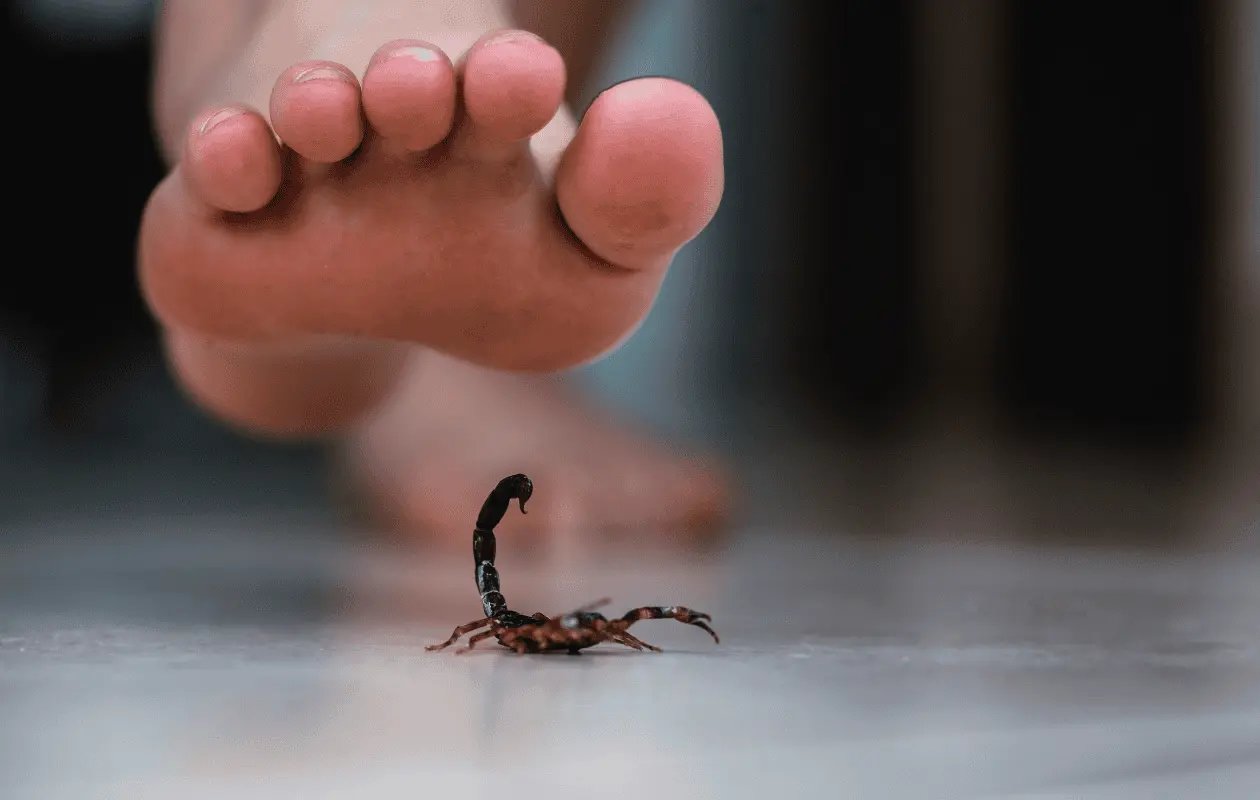 Hay algunas especies que, aunque no son venenosas, pueden causar enrojecimiento o dolor intenso.