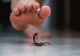 ¿Qué hacer si te pica un alacrán o me muerde una serpiente no venenosa?