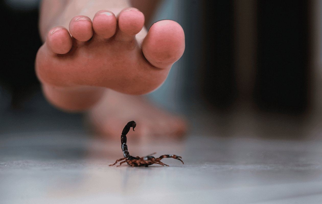 ¿Qué hacer si te pica un alacrán o me muerde una serpiente no venenosa?