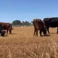 Robo de ganado sigue siendo un riesgo latente