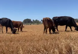 Robo de ganado sigue siendo un riesgo latente