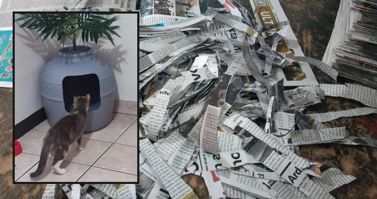 Así puedes hacer arena para gatos económica y ecológica con periódicos reciclados