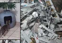 Así puedes hacer arena para gatos económica y ecológica con periódicos reciclados
