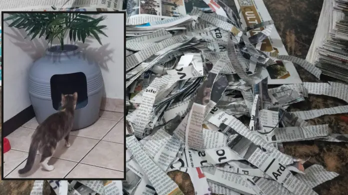 Así puedes hacer arena para gatos económica y ecológica con periódicos reciclados Así puedes hacer arena para gatos económica y ecológica con periódicos reciclados