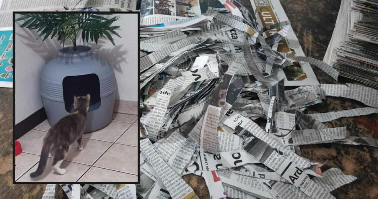 Así puedes hacer arena para gatos económica y ecológica con periódicos reciclados