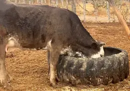 Ataca al ganado jauría de perros