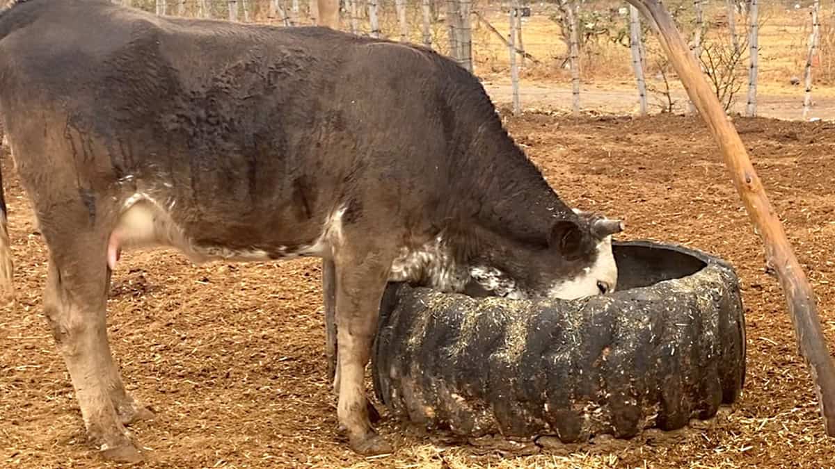 Ataca al ganado jauría de perros