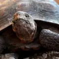 Día Mundial de la tortuga: Estas son todas las especies que puedes encontrar en Sonora