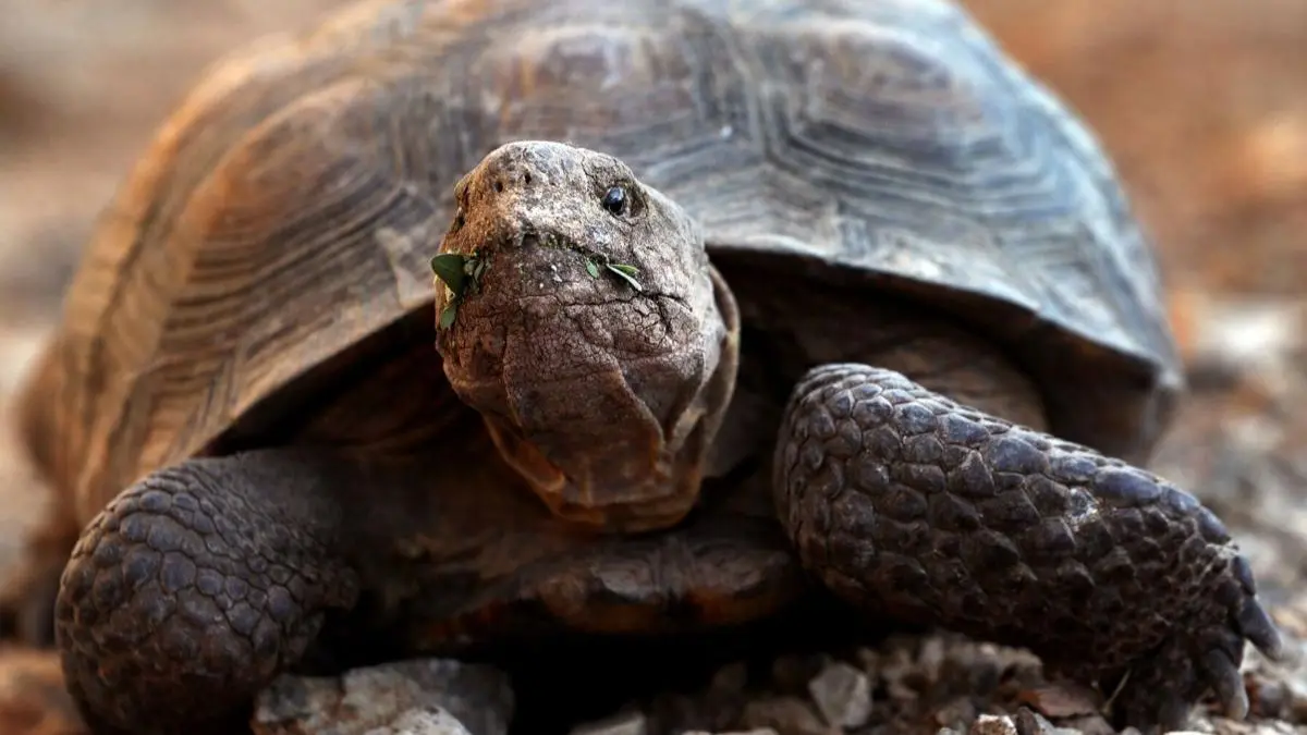 Día Mundial de la tortuga: Estas son todas las especies que puedes encontrar en Sonora