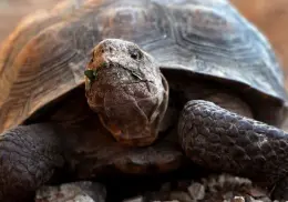 Día Mundial de la tortuga: Estas son todas las especies que puedes encontrar en Sonora