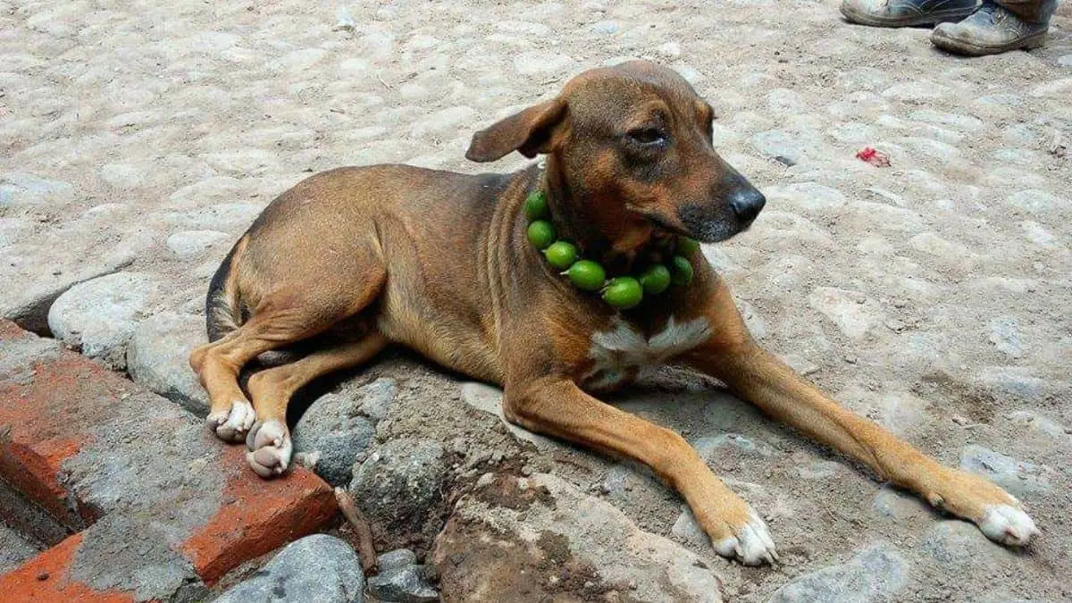 ¿Por qué le ponen collares de limones a algunos perros y qué tan efectivo es?