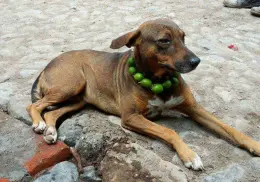 ¿Por qué le ponen collares de limones a algunos perros y qué tan efectivo es?
